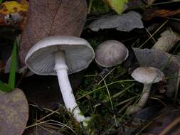 Image of Tricholoma cingulatum (Almfelt ex Fr.) Jacobasch 1892