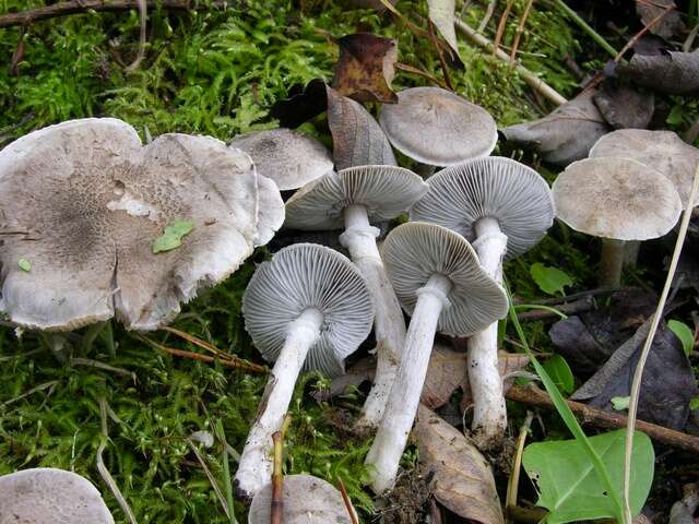 Image of Tricholoma cingulatum (Almfelt ex Fr.) Jacobasch 1892