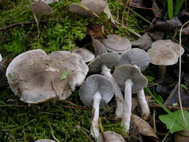 Image of Tricholoma cingulatum (Almfelt ex Fr.) Jacobasch 1892