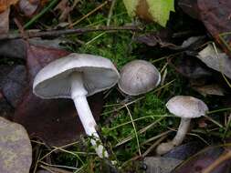 Image of Tricholoma cingulatum (Almfelt ex Fr.) Jacobasch 1892