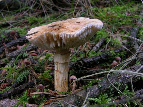 Image of Tricholoma focale (Fr.) Ricken 1914