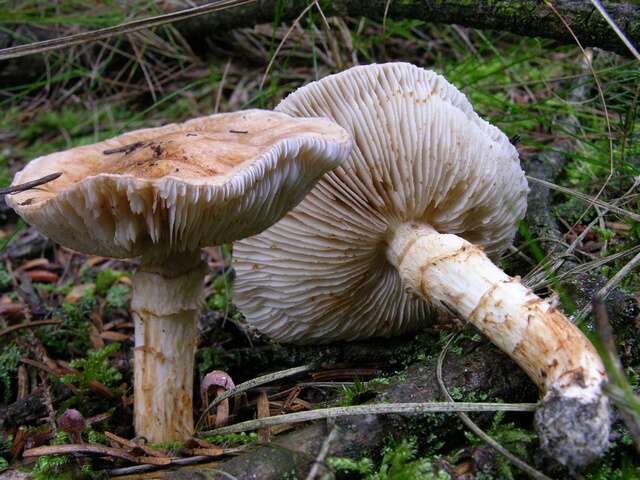 Tricholoma focale (Fr.) Ricken 1914 resmi