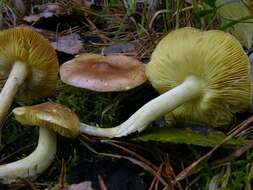 Image of Tricholoma frondosae Kalamees & Shchukin 2001