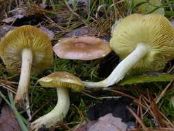 Image of Tricholoma frondosae Kalamees & Shchukin 2001