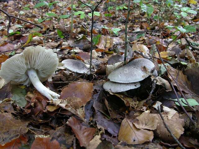 Plancia ëd Tricholoma orirubens Quél. 1872