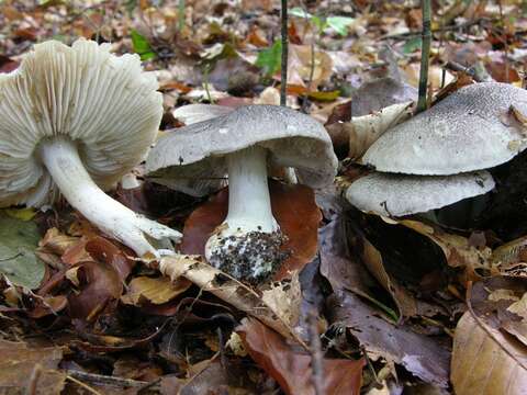 Plancia ëd Tricholoma orirubens Quél. 1872