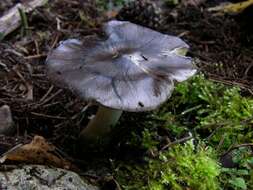 Imagem de Tricholoma portentosum (Fr.) Quél. 1873