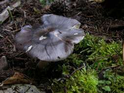 Imagem de Tricholoma portentosum (Fr.) Quél. 1873