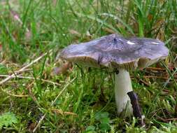 Imagem de Tricholoma portentosum (Fr.) Quél. 1873