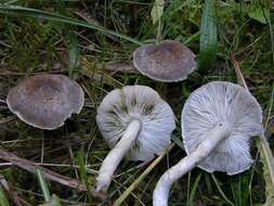 Image of Tricholoma scalpturatum (Fr.) Quél. 1872