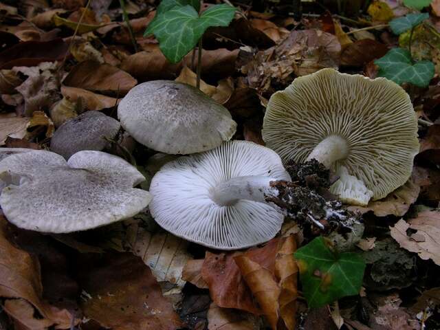 Image of Tricholoma scalpturatum (Fr.) Quél. 1872