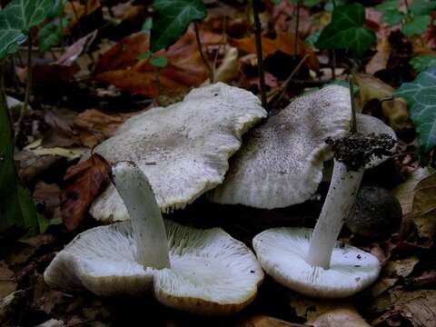 Image of Tricholoma scalpturatum (Fr.) Quél. 1872