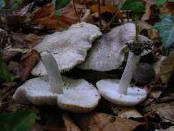 Image of Tricholoma scalpturatum (Fr.) Quél. 1872