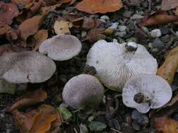 Image of Grey Agaric