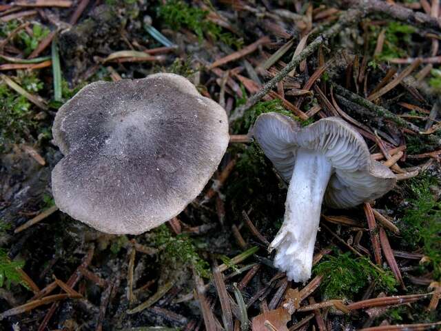 Image of Grey Agaric