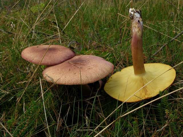 Image of Tricholomopsis