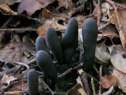 Image of Xylaria