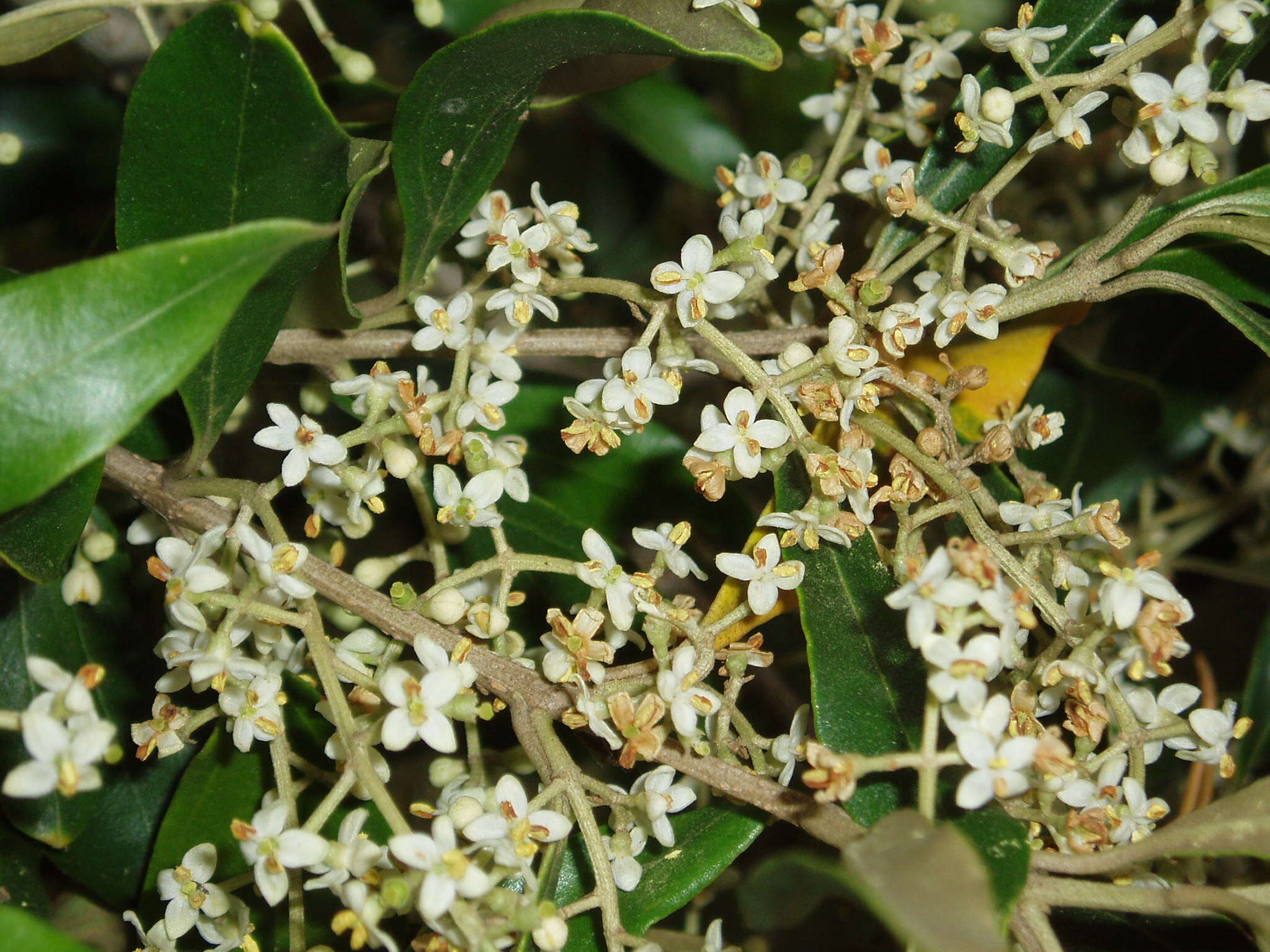 Image of African olive