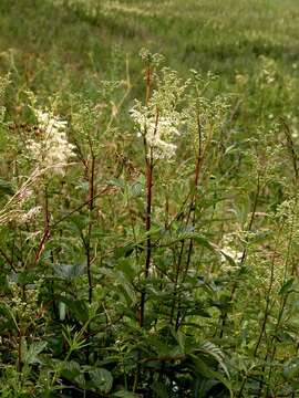 Image de Filipendula