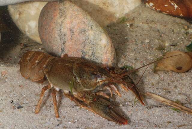 Image of <i>Astacus leptodactylus</i>