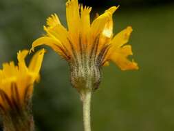 Image of Hieracium contaminatum Wiinst. ex Hyl.