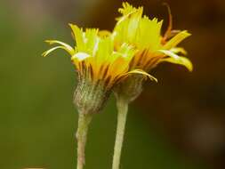 Image of Hieracium contaminatum Wiinst. ex Hyl.