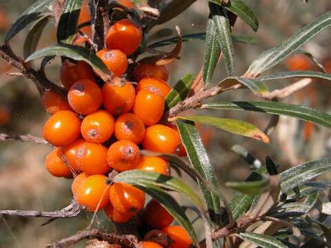 Plancia ëd Hippophae