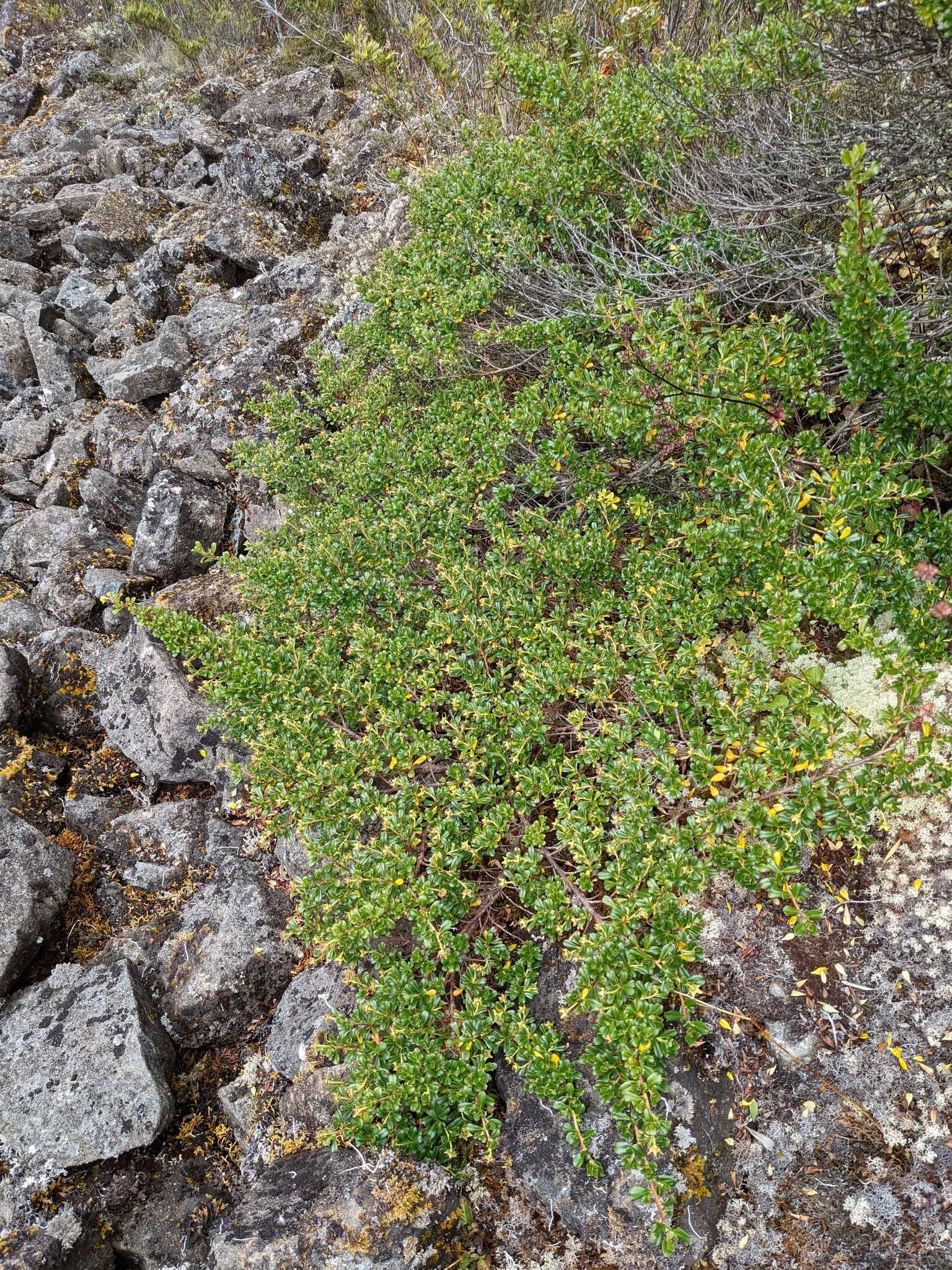 Escallonia myrtilloides L. fil. resmi