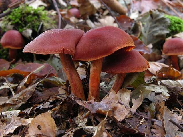 Image of Cortinarius cinnabarinus Fr. 1838