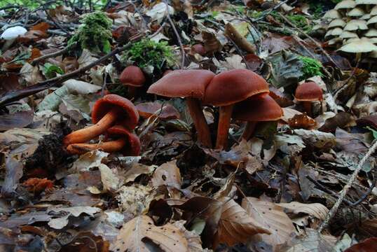 Image of Cortinarius cinnabarinus Fr. 1838