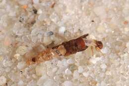 Image of bizarre caddisflies