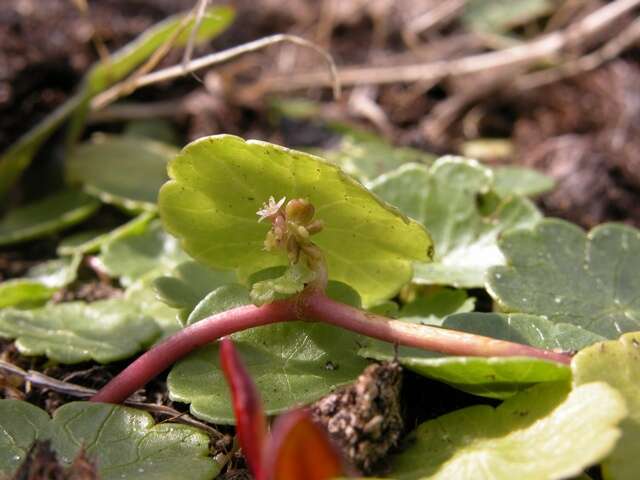 Image of Indian Pennywort