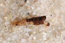 Image of bizarre caddisflies