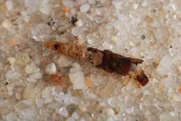 Image of bizarre caddisflies