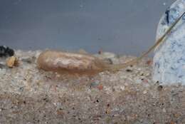 Image of Panarthropoda