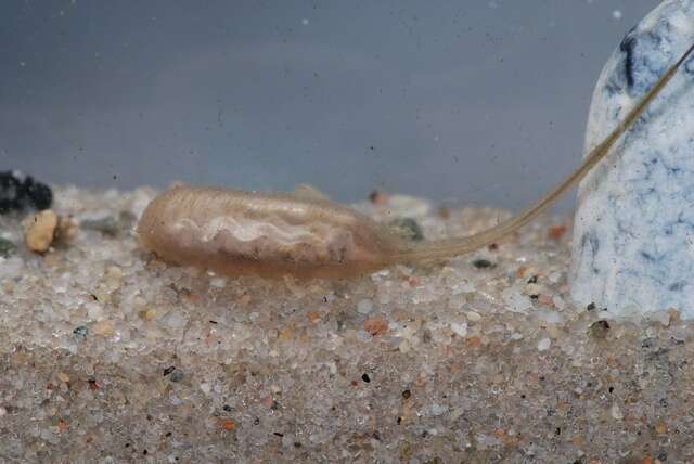 Image of Panarthropoda