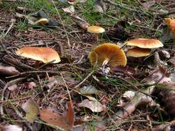 Image of Gymnopilus