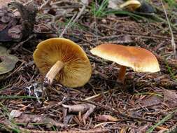 Imagem de Gymnopilus