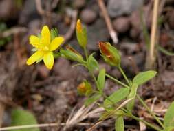 Image of St John's-wort