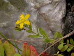 Image of St John's-wort