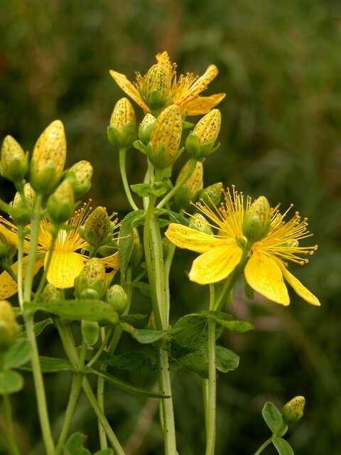 Image of spotted St. Johnswort