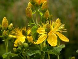 Image of spotted St. Johnswort