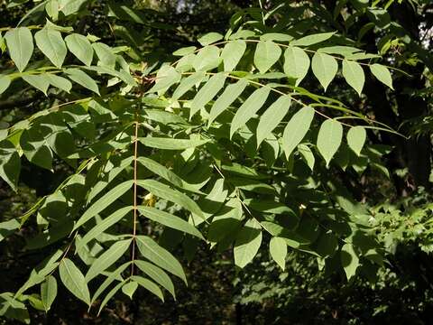 Image of walnut