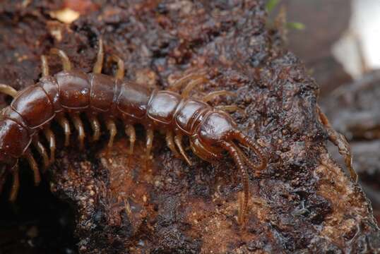 Image of Stone Centipedes