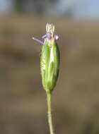 Image of Vittadinia muelleri N. T. Burbidge