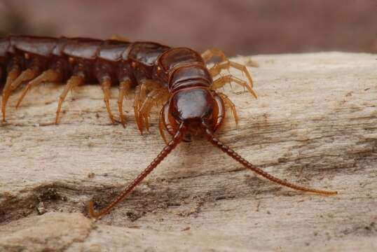 Image of Stone Centipedes