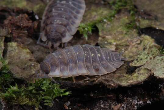 Image of Oniscus Linnaeus 1758