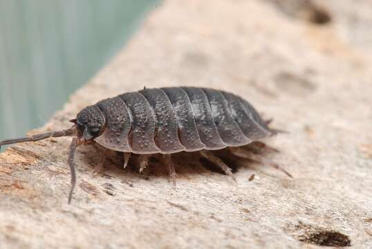 Image of Porcellio Latreille 1804