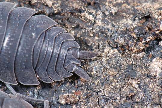 Image of Porcellio Latreille 1804