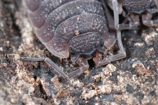 Image of Porcellio Latreille 1804